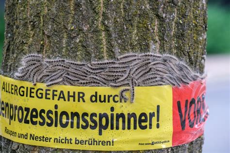 Stadt Recklinghausen Rüstet Sich Gegen Den Eichenprozessionsspinner