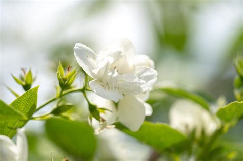 White Jasmine Flowers On A Bush Jasmine Branch Close Up Stock Photo