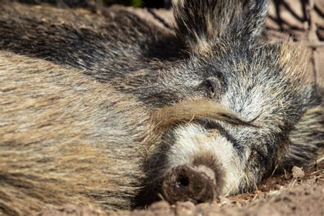 Young Wild Boar In The Forest Stock Image Image Of Fever Peccary