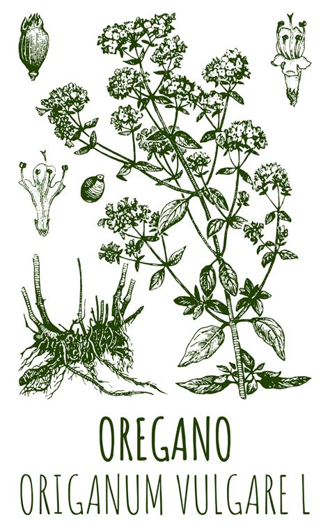 Drawings of OREGANO. Hand drawn illustration. Latin name ORIGANUM