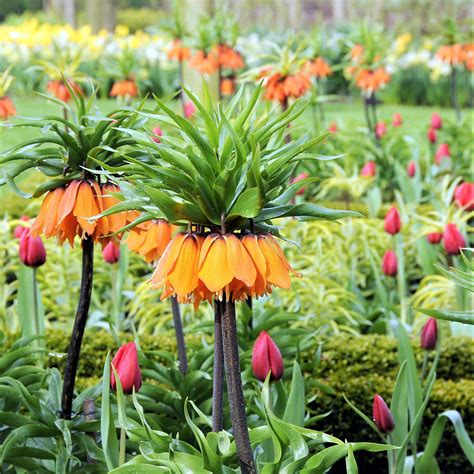 In Which I Grow Fritillaria Imperialis Crown Imperials Toronto Gardens