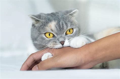 7 Cat Bite Infection Symptoms You Shouldnt Ignore Lovetoknow Pets