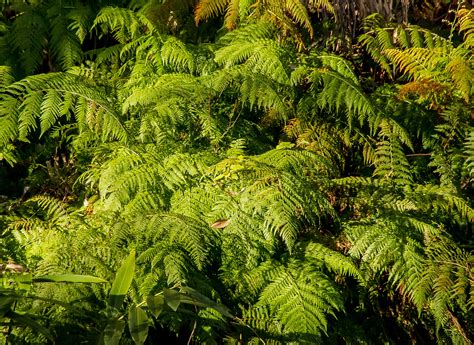 Free Images Tree Branch Leaf Flower Foliage Green Jungle Lush