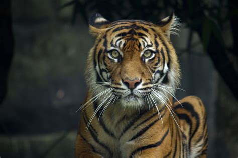 Maiores Felinos Do Mundo Veja Lista Com Leão Tigre E Mais Guia Animal