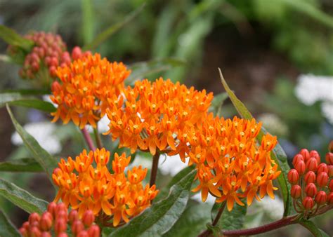 Native Butterfly Weed Is Great Garden Choice Mississippi State