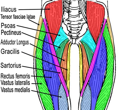 Leg Muscles Diagram Leg Muscles Diagram Quizlet Tutorials And