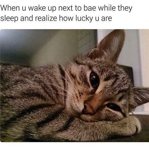 Purrfectly Hilarious Cat Memes That Will Have You Clawing For More