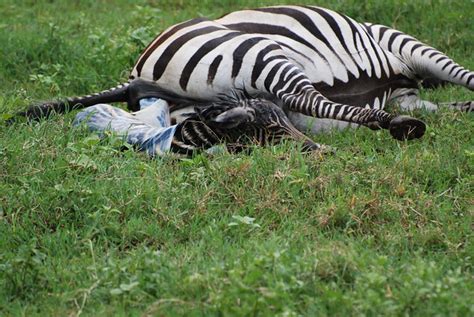 Zebra Giving Birth 1 Flickr Photo Sharing