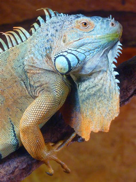 Free Images Iguana Fauna Lizard Chameleon Vertebrate Iguania