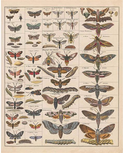 british day flying moths identification guide fsc moths guide ubicaciondepersonas cdmx gob mx
