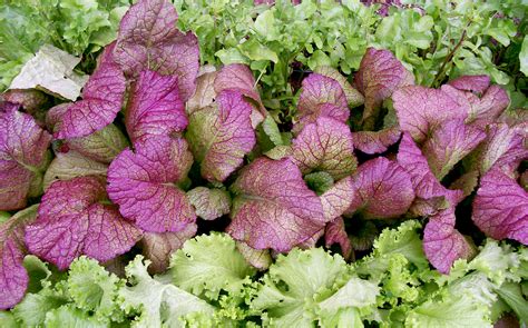 Red Giant Mustard 2 G Southern Exposure Seed Exchange Saving The