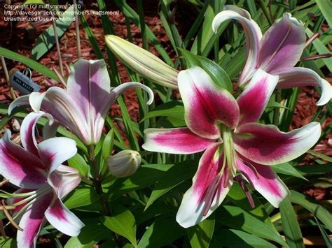 Plantfiles Pictures Oriental Trumpet Lily Ot Hybrid Orienpet Lily