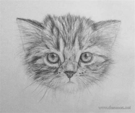 Desen Pisica Pisica Desen In Creion