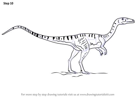 How To Draw A Coelophysis Dinosaurs Step By Step