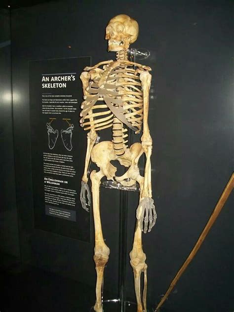 Medieval Archer Skeleton