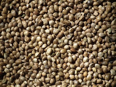 A combine is ideal when harvesting hemp for seeds. The 6 Best Hemp Seed Benefits