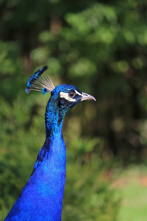 Peacock Bird Free Photo On Pixabay Pixabay