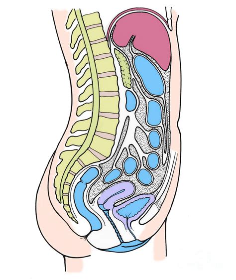 Diagram Of Internal Organs Female Female Reproductive System Internal View Of The Uterus With