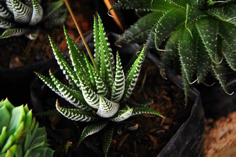 There are so many different cactus types to choose from if you're in the market for a new. Bulaklak Decor: Cactus Plants
