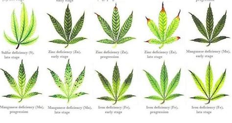 Cannabis Deficiency Chart World Of Printable And Chart