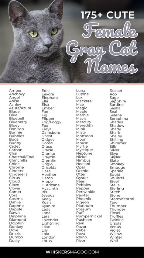 175 Cute Gray Female Cat Names Whiskers Magoo Grey Cat Names Cat