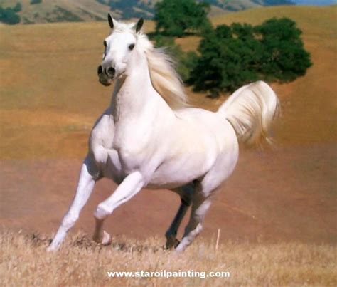 White Horse ♡ Horses Photo 35203626 Fanpop Horses Pinterest