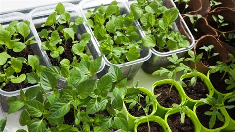 Your Guide To Seedling Plants Reviewed