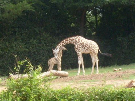 At The Atlanta Zoo Atlanta Zoo Zoo Animals