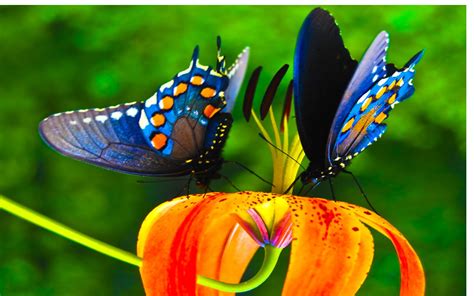 Colorful Butterfly Nice Hd Wallpaper Wallpaperwiki