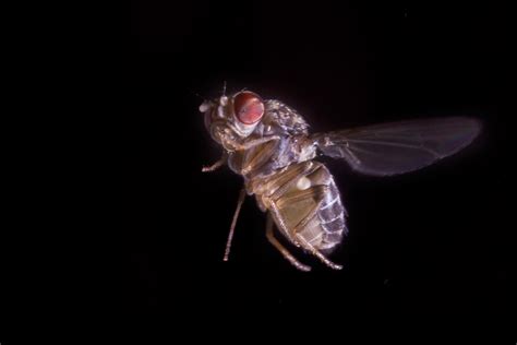 flying robot shows why it s so difficult to swat a fly wur