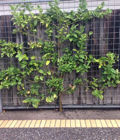 Espalier Frame With A Lemon Tree Informally Growing Against It