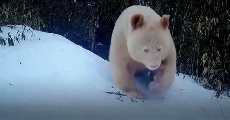World S Only All White Albino Panda Caught On Camera Rallypoint