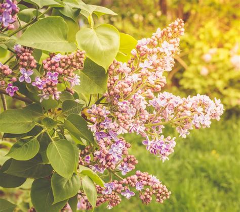 Lilac Branch Close Up On A Bright Sunny Day Stock Image Image Of