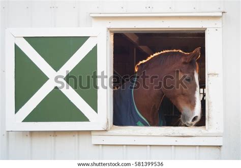 Horse Looking Out Barn Window Horse Stock Photo Edit Now 581399536