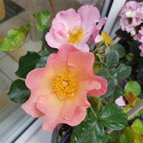 Rosa Peach Profusion Rose Peach Profusion In Gardentags Plant