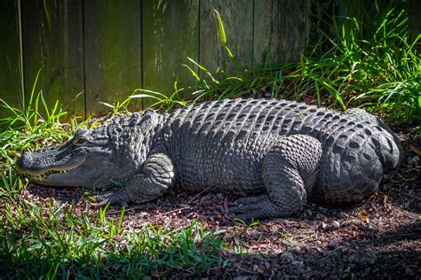 Bob Alligator Adventure