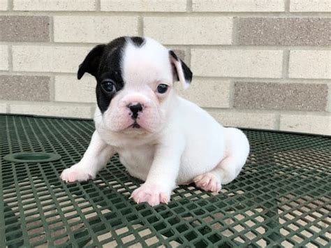 Meritorious french bulldog puppies available,these puppies akc registered , vet checked and will come with all papers. French Bulldog Puppies For Sale in Indiana & Chicago ...