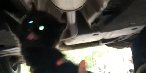 Homeless Kitten Stuck In Car Engine Gets The Happiest Ending Videos My Xxx Hot Girl