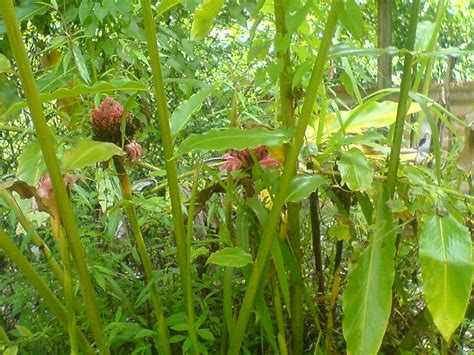 Selain itu, juga dikenal sebagai kenanga perdu (cananga odorata fruticosa), yang banyak ditanam sebagai hiasan di taman asli. Pokok Bunga Kantan | Bert Jay | Flickr