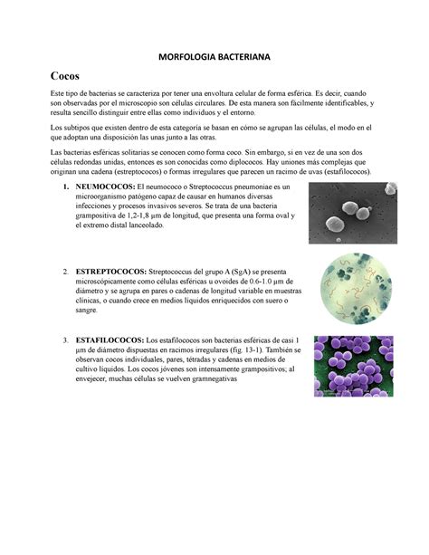 Morfologia Bacteriana Microbilogia Laboratorio Morfologia Bacteriana