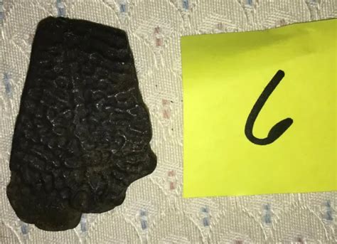 FOSSILIZED TURTLE SHELL Fragment From Florida Pleistocene Epoch 6 9
