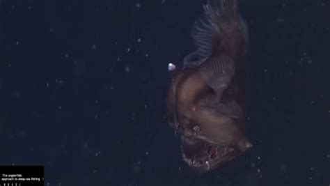 Rare ‘black Seadevil Fish Caught On Camera Al Arabiya English