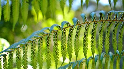 Ferns Native Plants