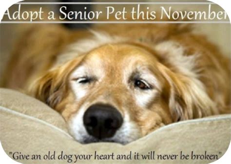Adopt A Senior Dog Old Dog Haven