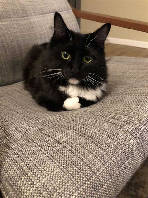 1625 Best Tuxedo Images On Pholder Tuxedo Cats Catloaf And Aww