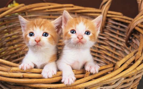 Cute Kittens In A Basket Wallpaper Animal Wallpapers 46860