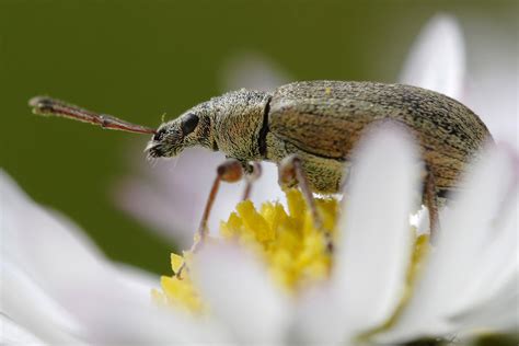 Phyllobius Pyri Charençon Le Monde Des Insectes