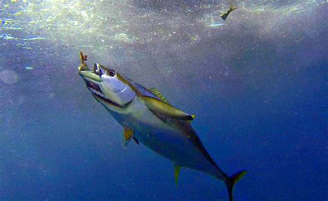 Video Hand Feeding Yellowfin Tuna On The Water