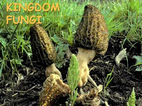 Ppt Kingdom Fungi Powerpoint Presentation Free Download Id9636173
