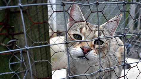 Animal Abuse Groups In China Threaten To Put More Cats In Blenders